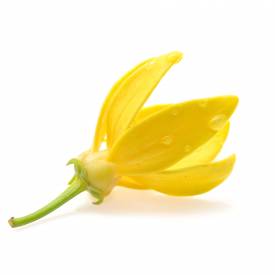 Ylang Ylang III essential oil